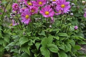 Anemone 'Curtain Call Deep Rose'